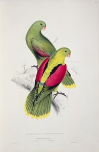 Periquito de Alas Carmesí de Edward Lear